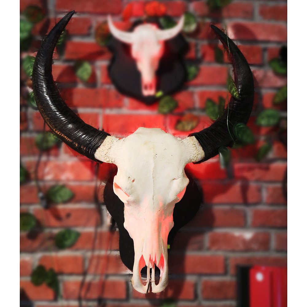 Gerçek Buffalo Kafası Boynuzlu Duvar Süsü